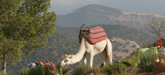Terres d'Amanar